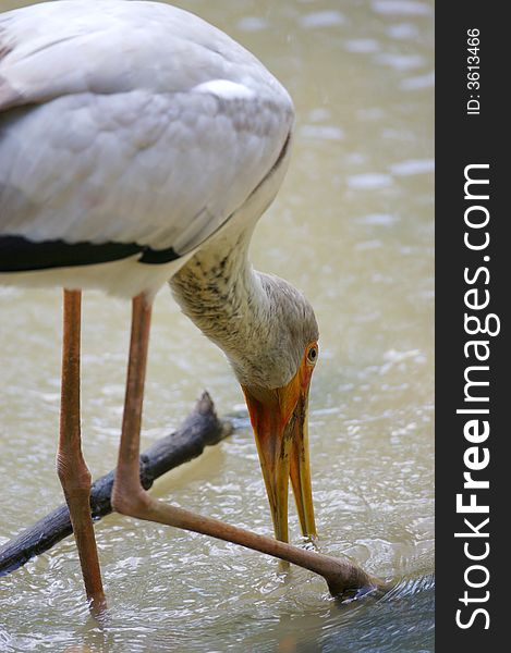 A Yellow Billed Stork in search of food