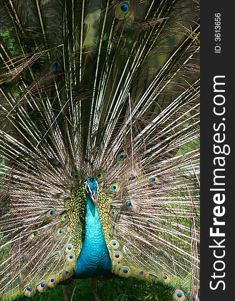 An Indian Blue Peacock in courtship