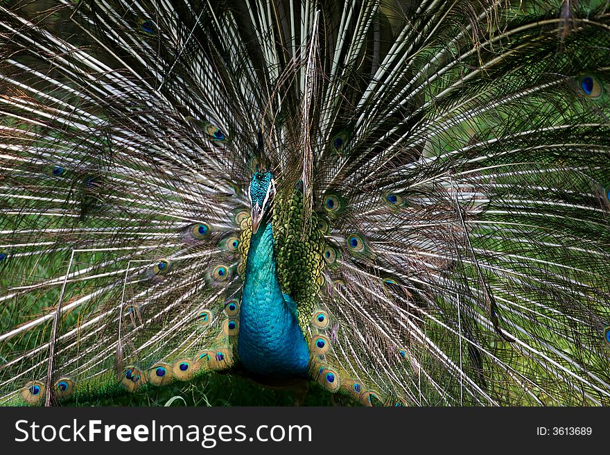 An Indian Blue Peacock in courtship