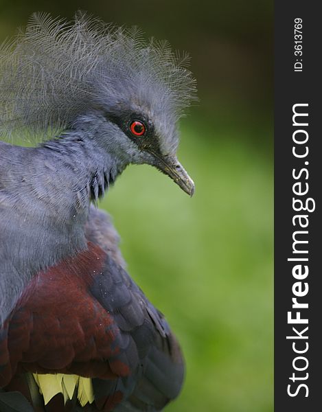 A portrait of a Victoria Crowned Pigeon