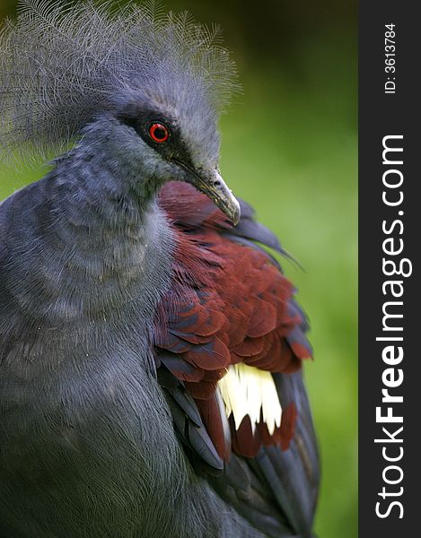 A portrait of a Victoria Crowned Pigeon