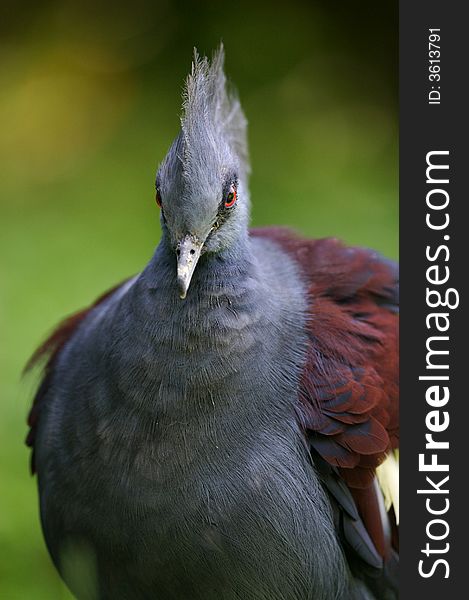 A portrait of a Victoria Crowned Pigeon