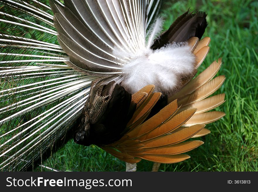 Indian Blue Peacock