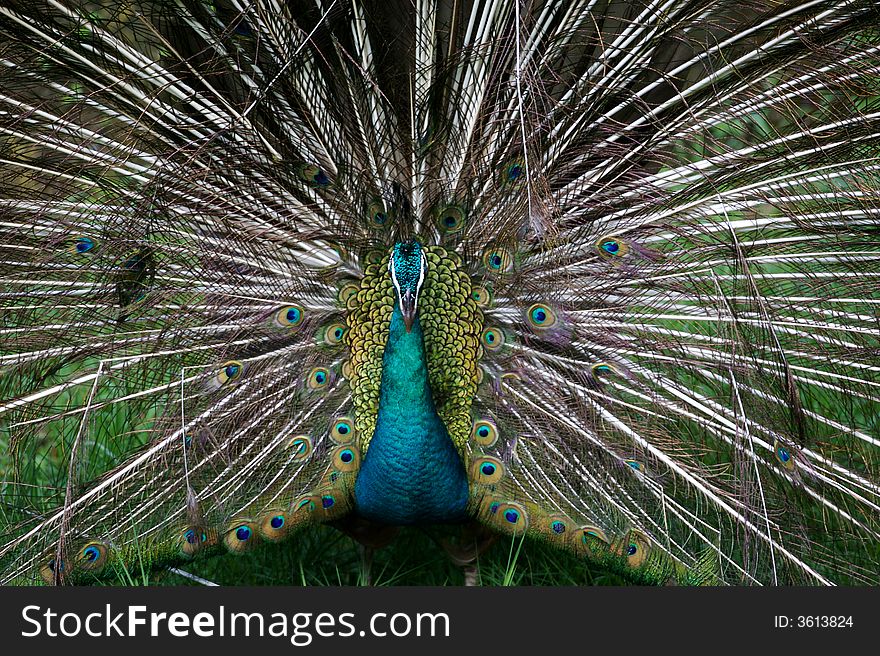 An Indian Blue Peacock in courtship