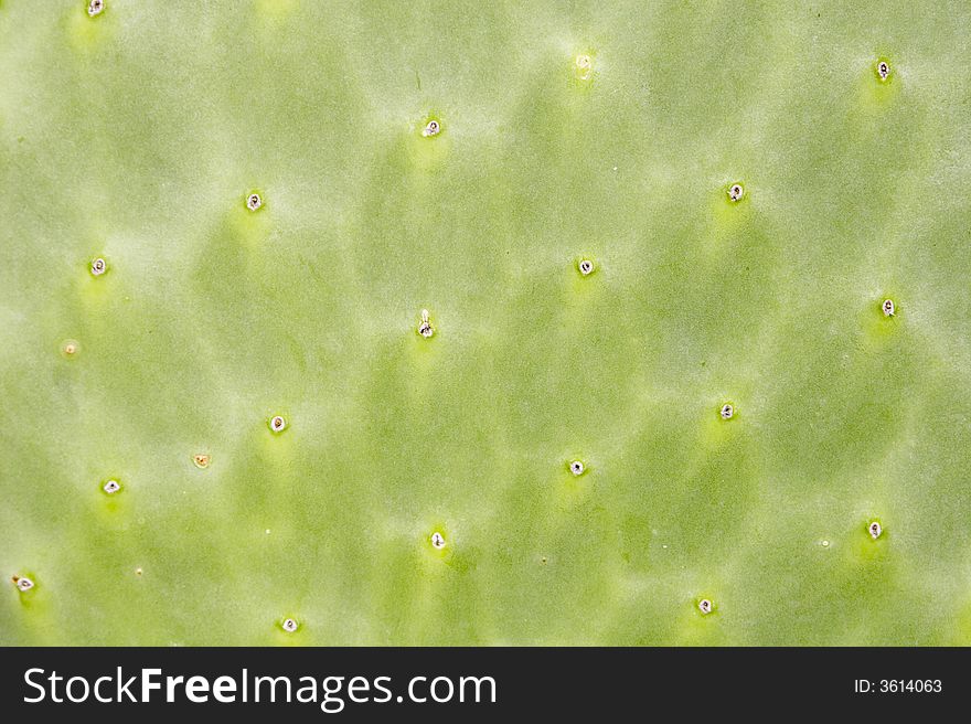 Rapprochement on the surface texture of a cactus. Rapprochement on the surface texture of a cactus