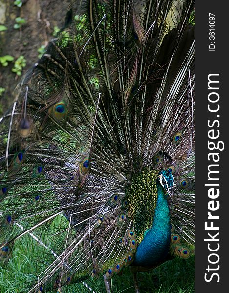 An Indian Blue Peacock in courtship