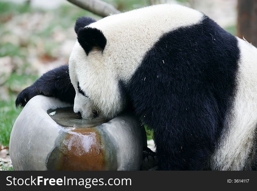 The Chinese Giant Panda Bear