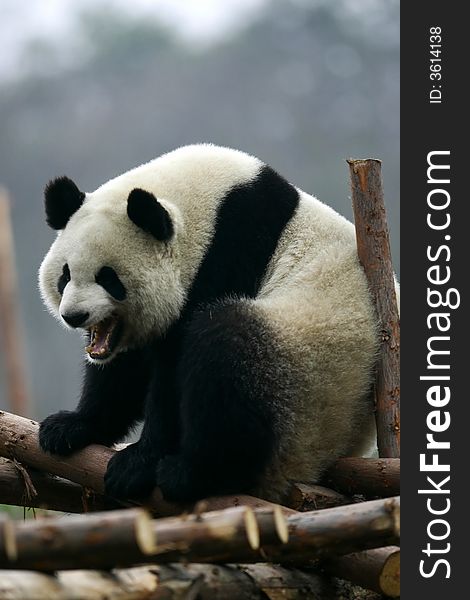 The Chinese Giant Panda Bear