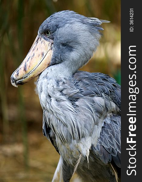 A Portrait of the African Shoebill