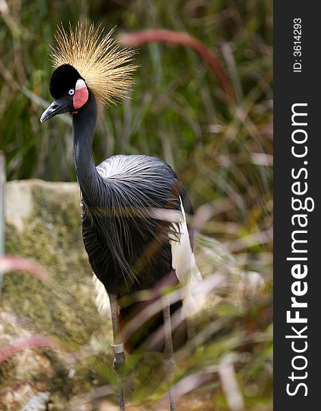 Black Crowned Crane