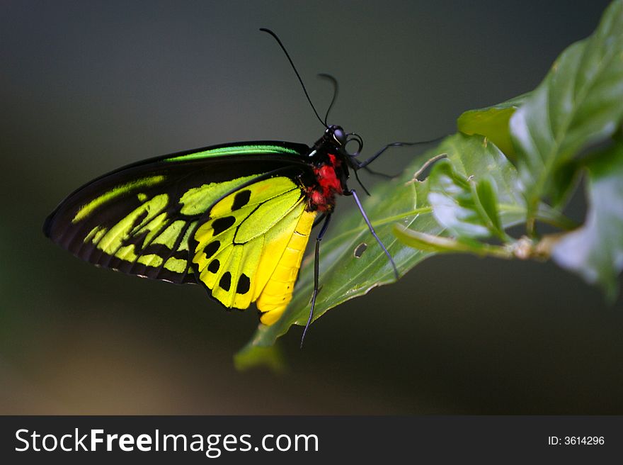 An up close shot of a butterfly. An up close shot of a butterfly