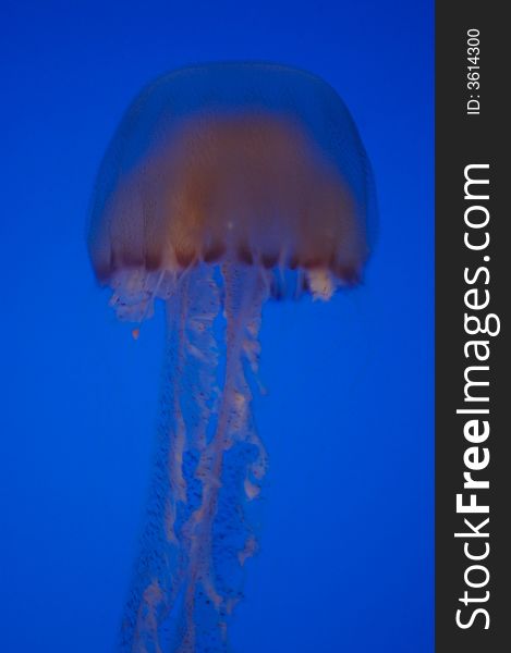 Underwater shot of the Brown Sea Nettle Jellyfish