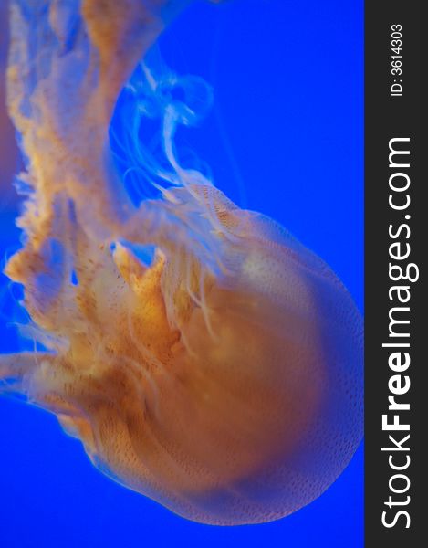 Underwater shot of the Brown Sea Nettle Jellyfish