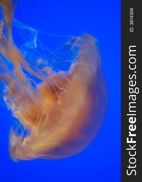 Underwater shot of the Brown Sea Nettle Jellyfish