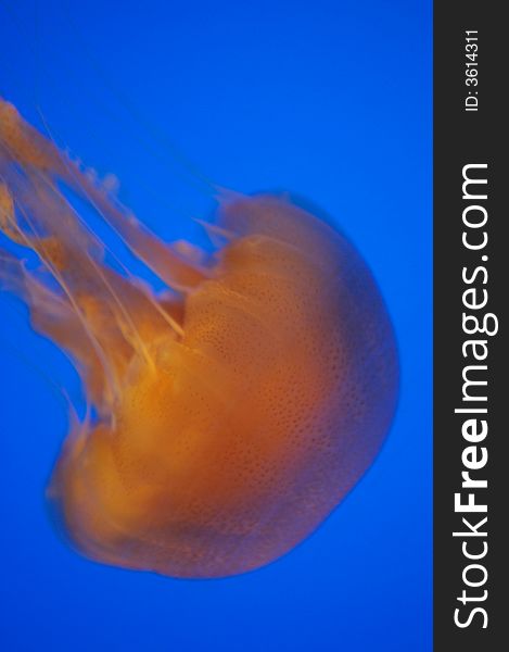 Underwater shot of the Brown Sea Nettle Jellyfish