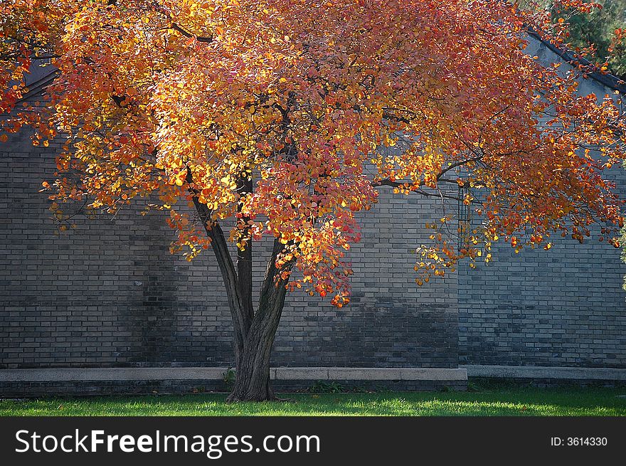 A colorful autumn tree in grass land beside a traditional Chinese house.