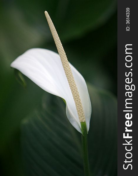 A close up of an Arum Lily. A close up of an Arum Lily