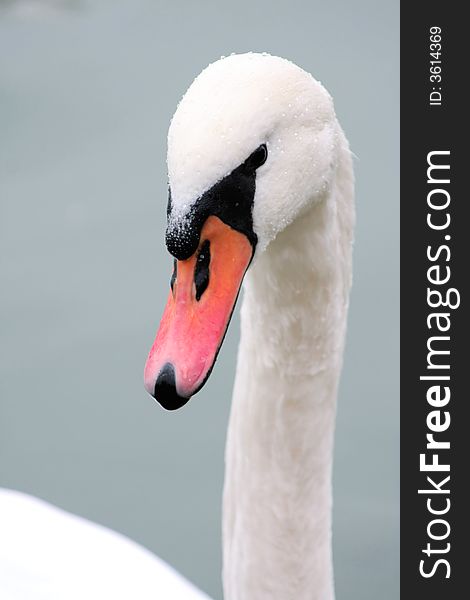 Close-up of a Mute Swan with waterdrops on its head. Close-up of a Mute Swan with waterdrops on its head