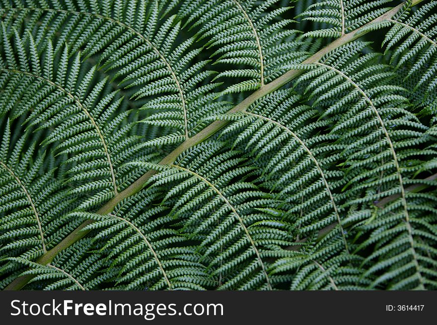 A close up of a fern frond. A close up of a fern frond