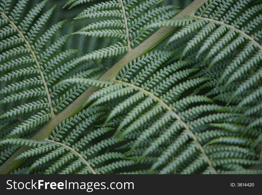 A close up of a fern frond. A close up of a fern frond