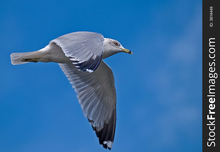 A gull catches a breeze to propel it's body ever forward. A gull catches a breeze to propel it's body ever forward