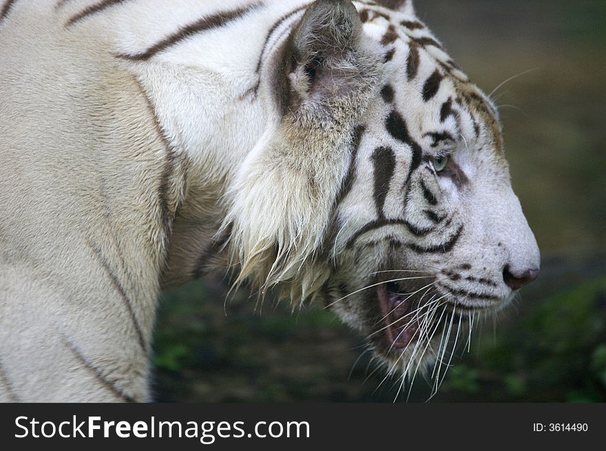 A white Tiger on the prowl