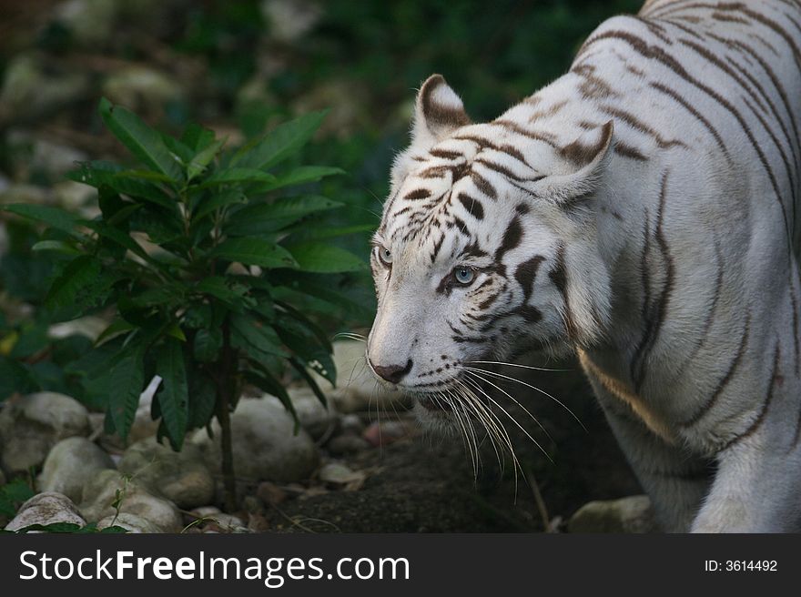 A white Tiger on the prowl