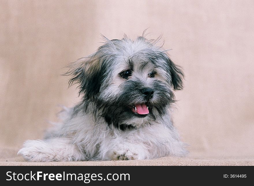 Portrait photo of a fluffy grey dog. Portrait photo of a fluffy grey dog