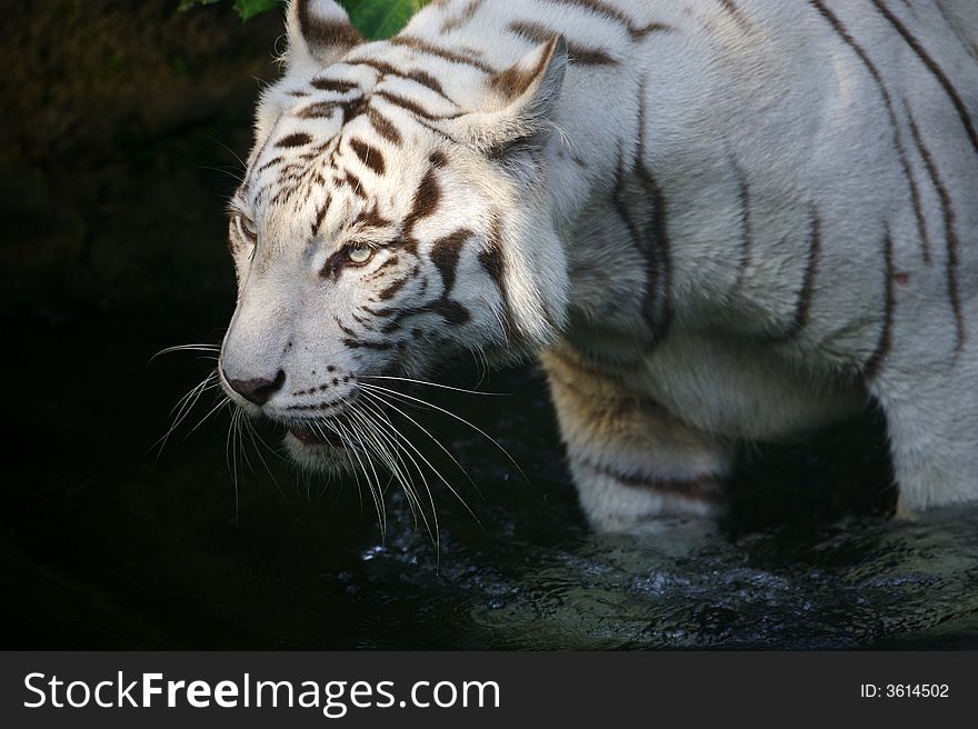 A white Tiger taking a swim