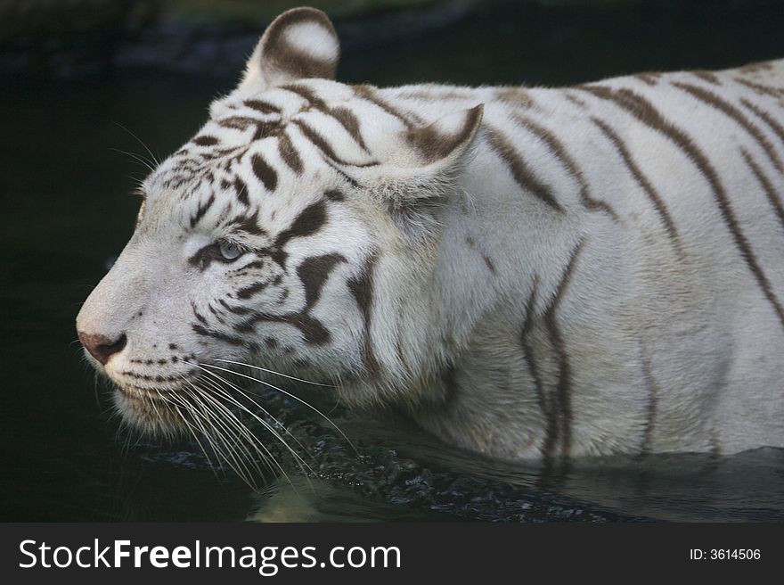 A white Tiger taking a swim