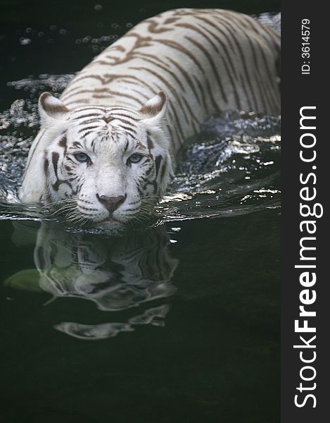 A white Tiger taking a swim