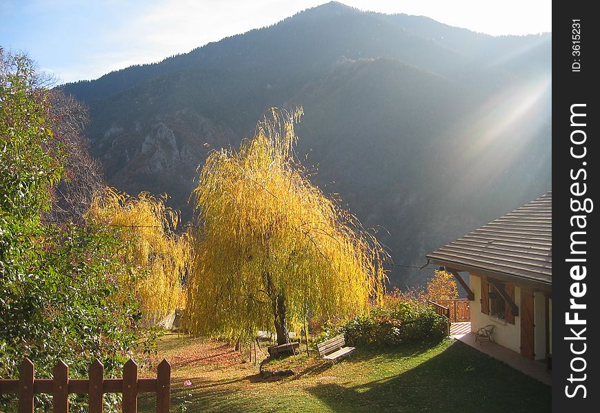 Sunlight on the golden wipping willows. Sunlight on the golden wipping willows