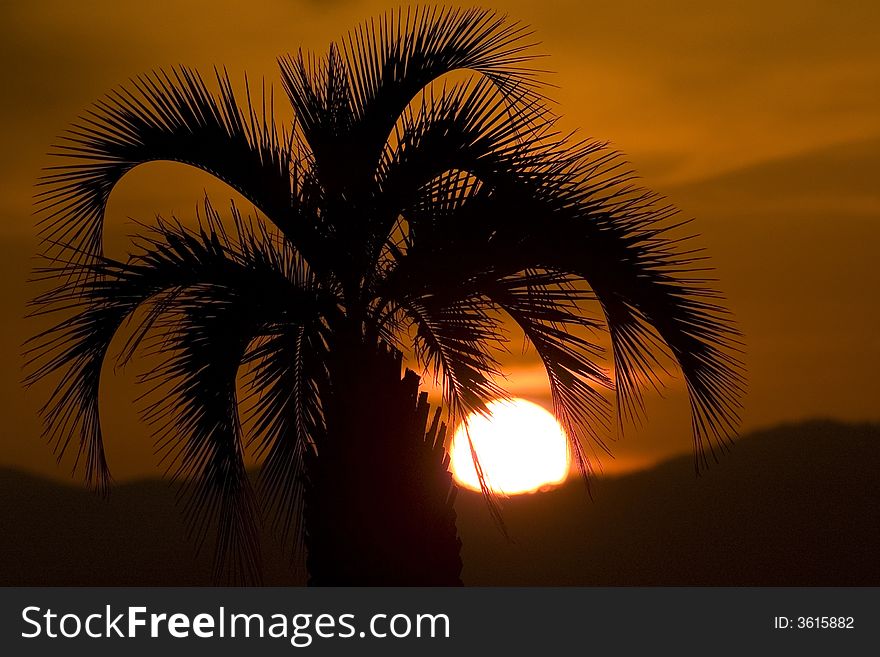 Palm Tree On Sunset