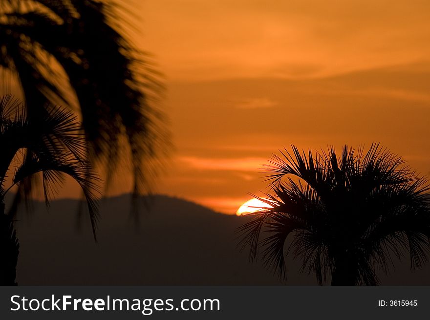 Palm tree on sunset, St-Raphael - France
