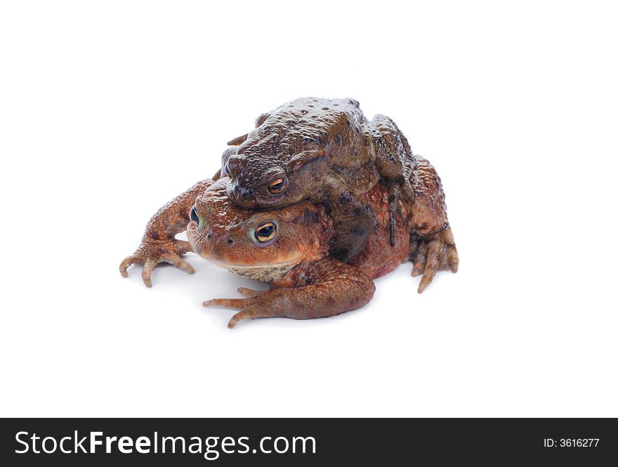 A toad couple during reproduction