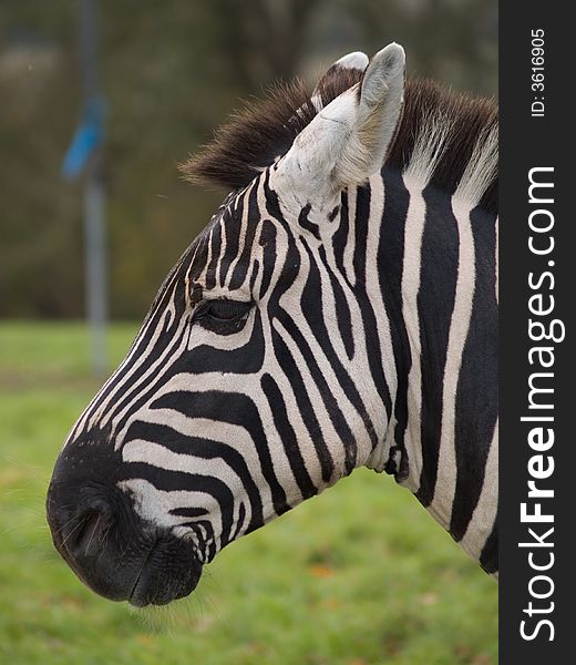 Zebra