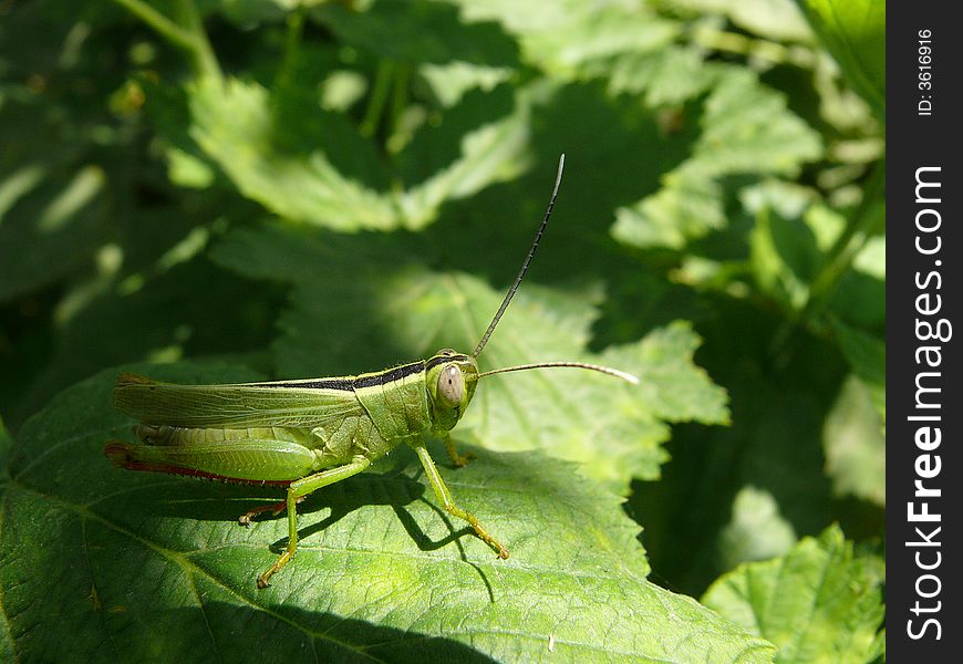 The grasshopper sat In herb. Malenkiy grasshopper sitting on sheet of the raspberry