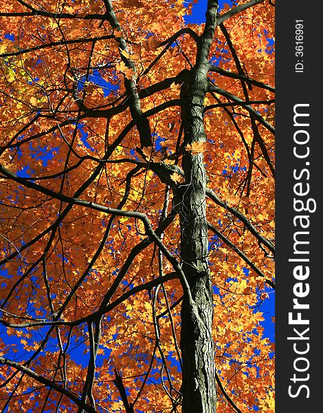 A tree's branches are contrasted against an Autumn full of color. A tree's branches are contrasted against an Autumn full of color.