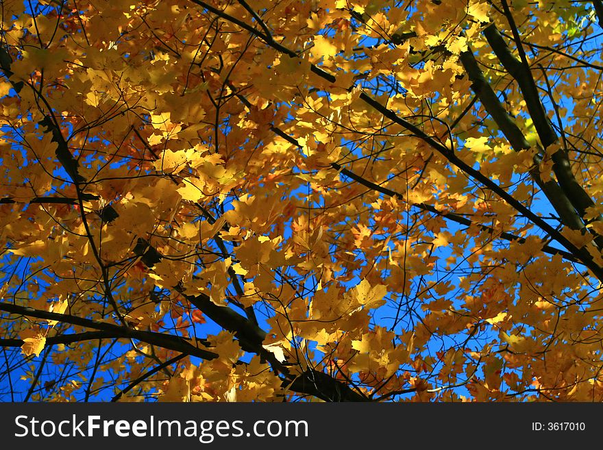 A tree's colorful Fall branches are contrasted against a deep blue autumn sky. A tree's colorful Fall branches are contrasted against a deep blue autumn sky.