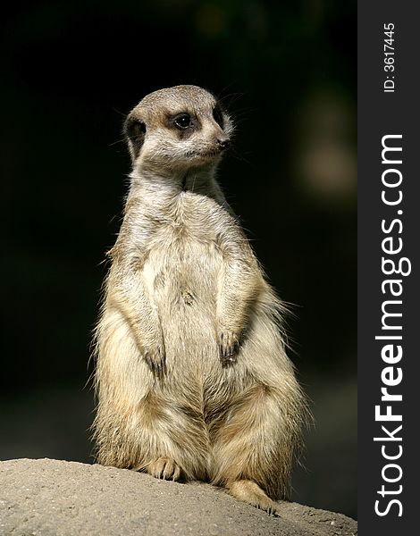 The meerkat or suricate (Suricata suricatta) is a small mammal and a member of the mongoose family. The meerkat or suricate (Suricata suricatta) is a small mammal and a member of the mongoose family.