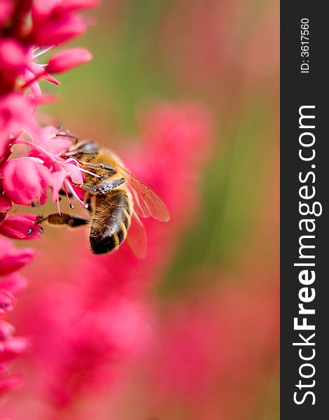 Bee On Pink Flower