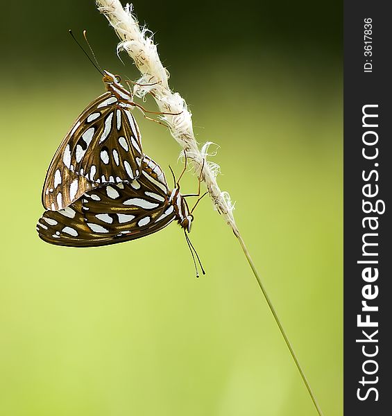 Two Butterflies facing opposite direction on a reed