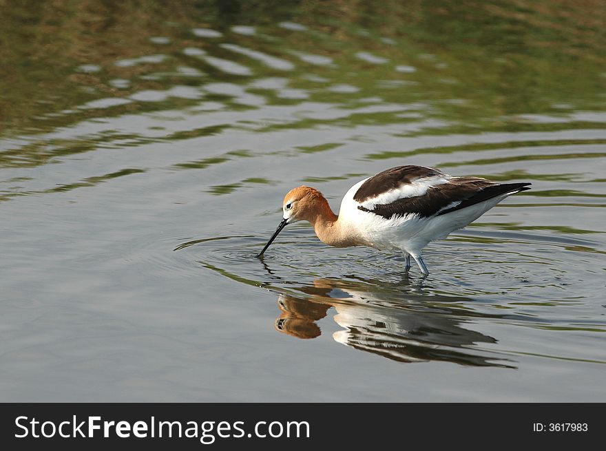 American Avocet