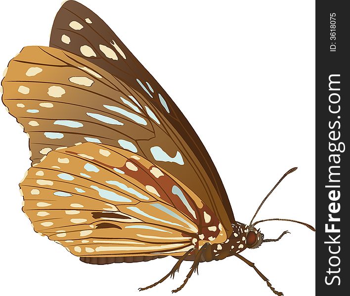 The vector drawing of the tropical butterfly. Danaus melissa (lat.). The vector drawing of the tropical butterfly. Danaus melissa (lat.)