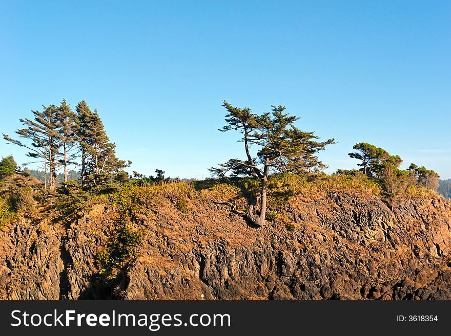 Wild trees growing on tall cliff high above the pacific ocean in oregon. Wild trees growing on tall cliff high above the pacific ocean in oregon