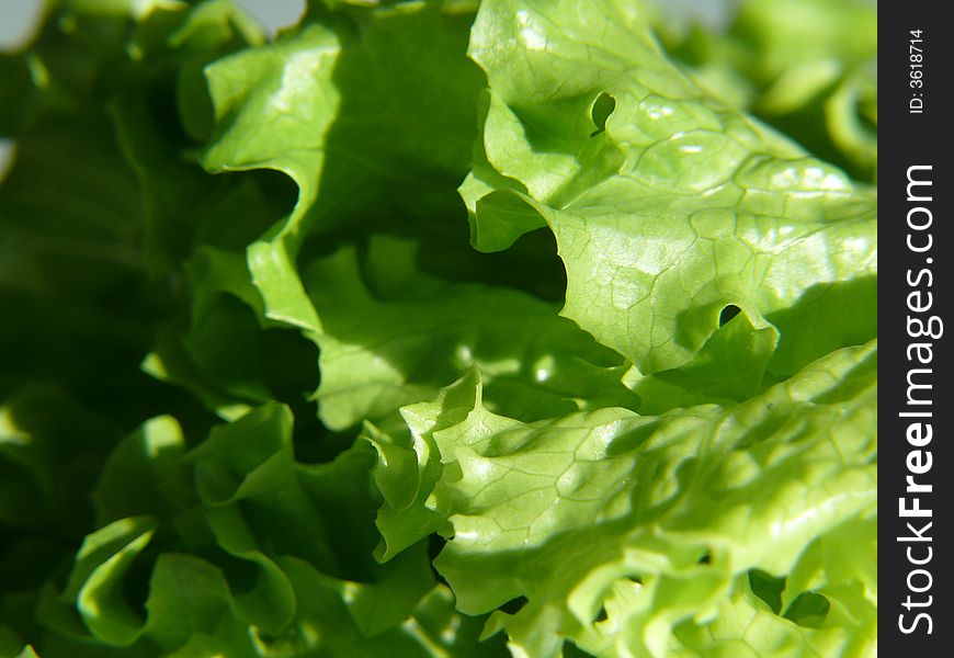 A close up of a fresh lettuce