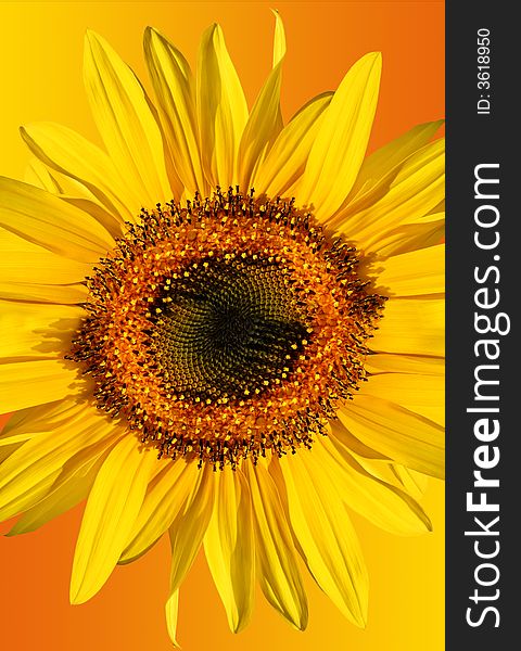 Sunflower isolated on a gradient yellow and orange background. Sunflower isolated on a gradient yellow and orange background.