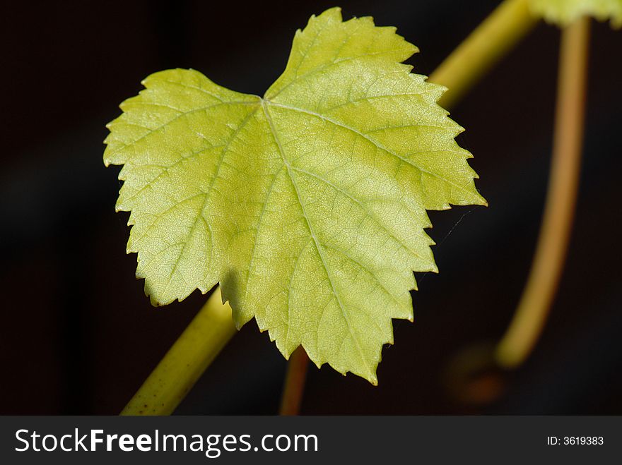 Grape leaf  on black background