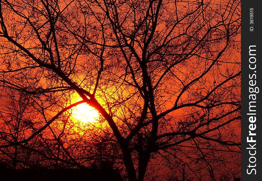 Sun goes down behind the tree. Sun goes down behind the tree.