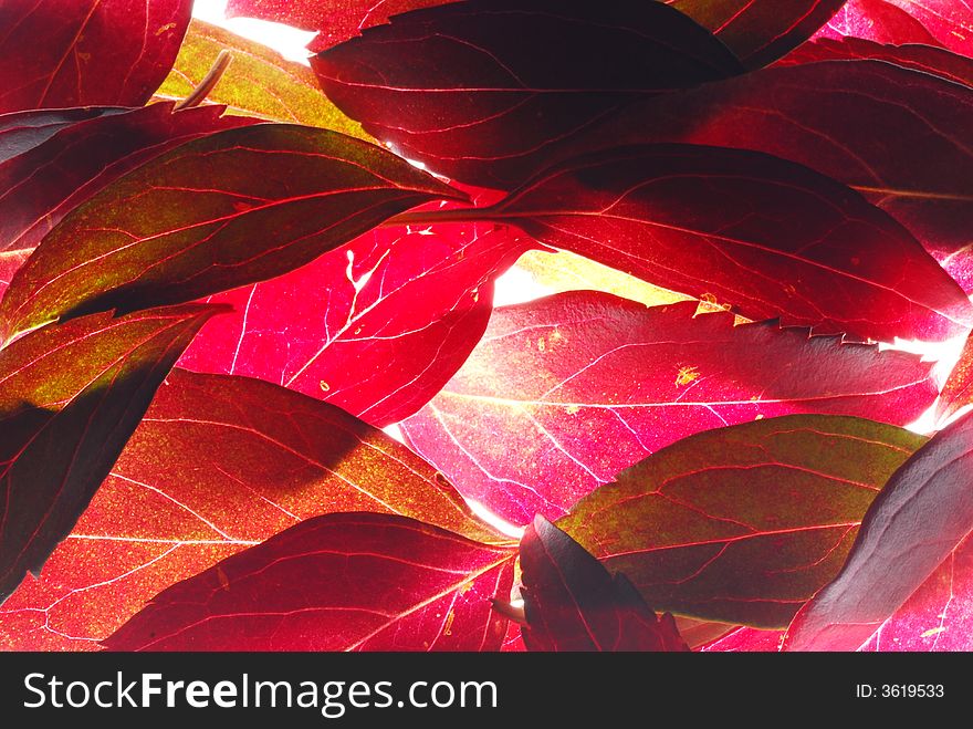 Red leaves on lÃ­ght box